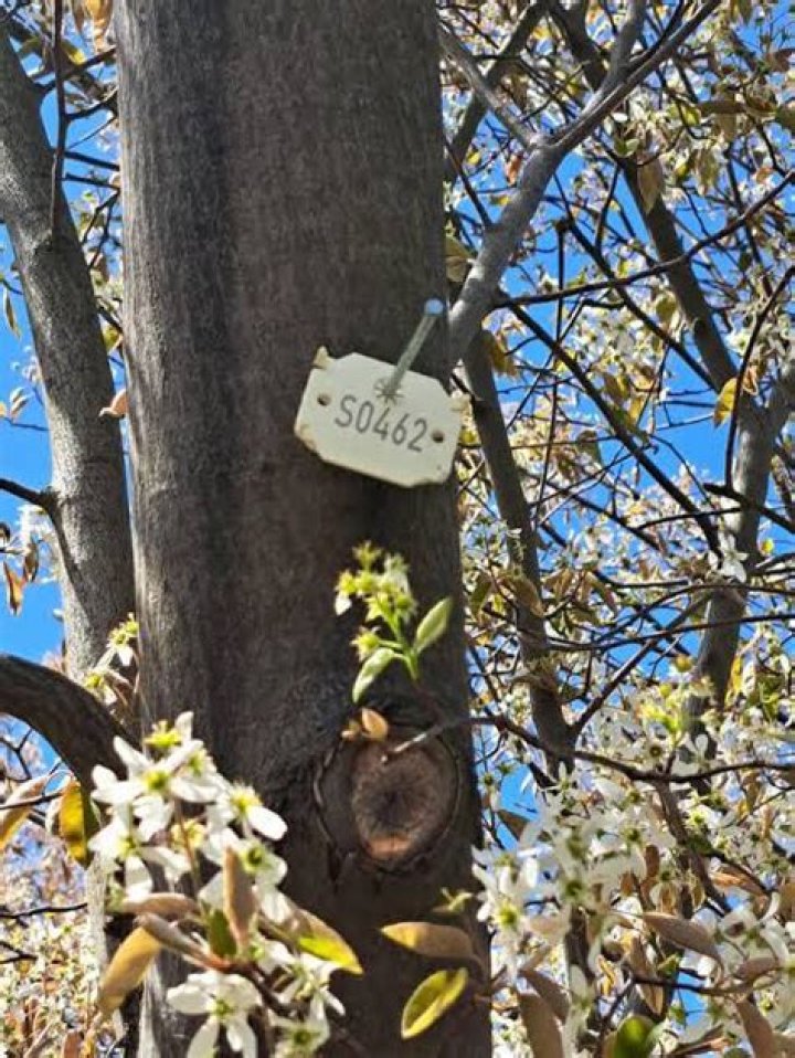 Why are trees numbered in Germany?