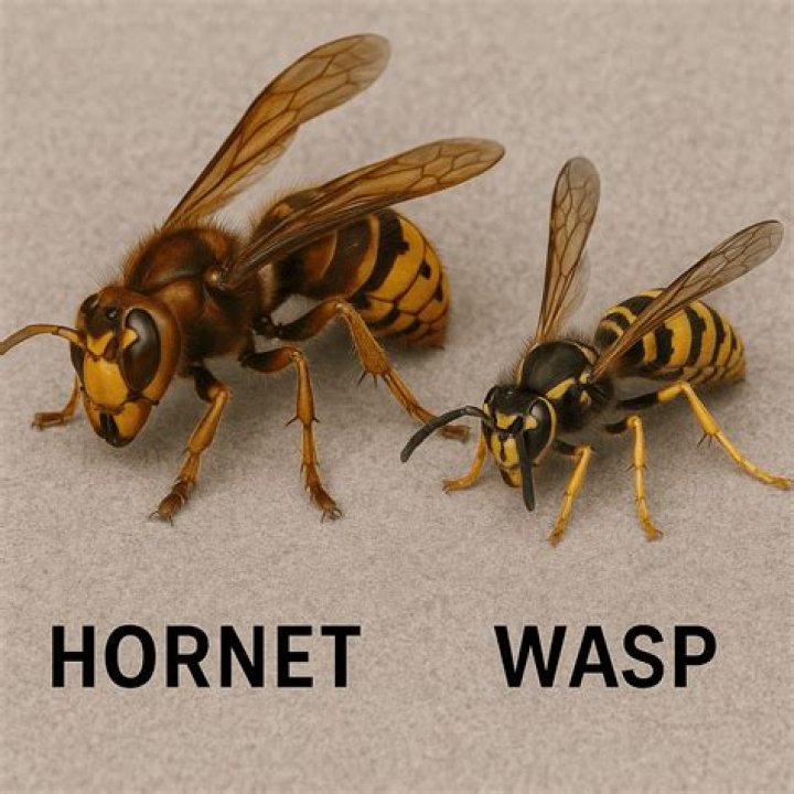 Why are wasps worse than bees?