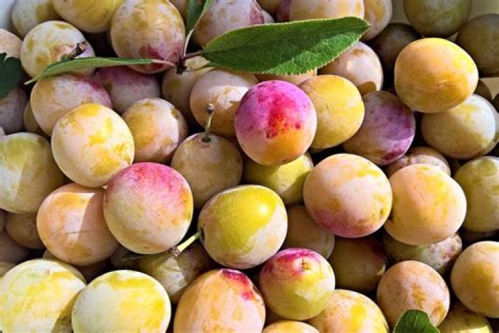 Why are yellow plums illegal in the US?