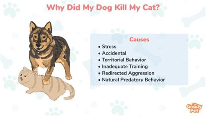 Why did my dog kill a kitten?