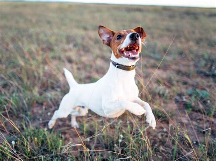 Why did my friendly dog snap at me?