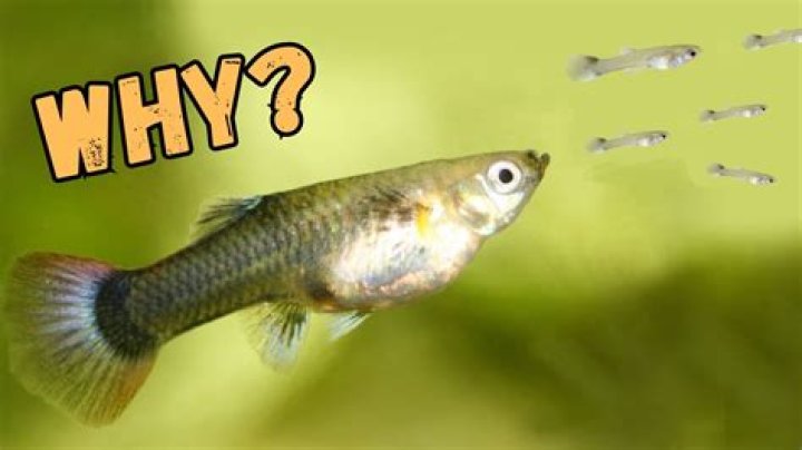 Why did my goldfish eat my guppy?