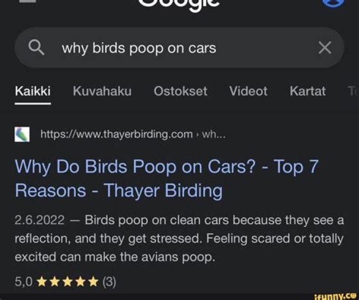 Why do birds poop on cars?