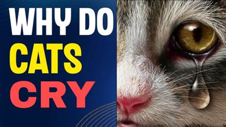 Why do cats cry?