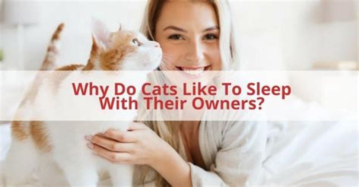Why do cats like to sleep next to their owners?