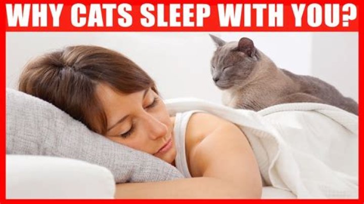 Why do cats like to sleep next to you?