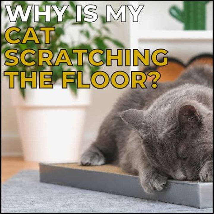 Why do cats scratch the floor before eating?