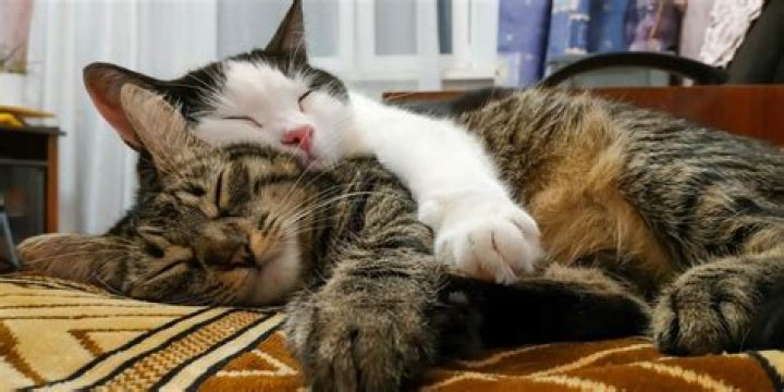 Why do cats sleep with their back to you?