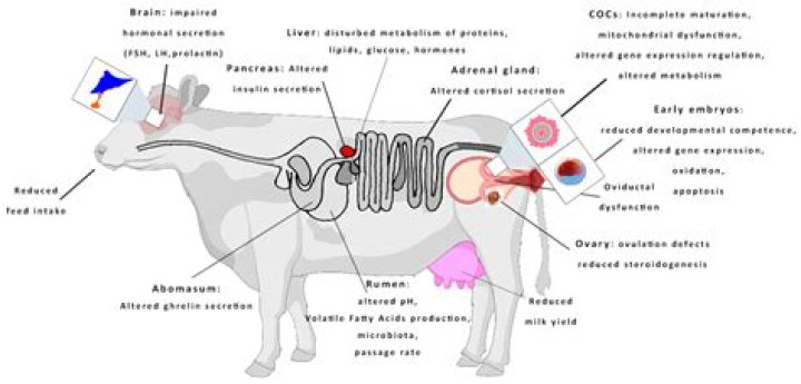 Why do cows spit out their cud?