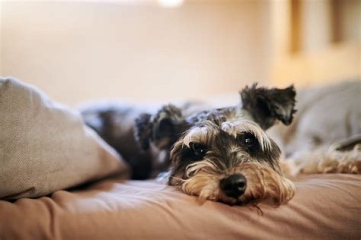 Why do dogs dig at their beds before lying down?