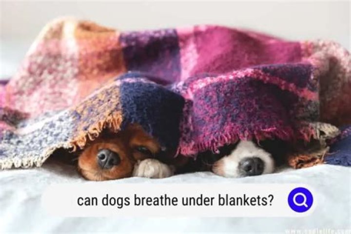 Why do dogs like going under blankets?