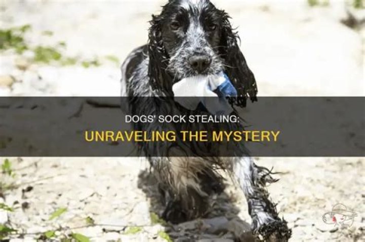 Why do dogs steal socks?