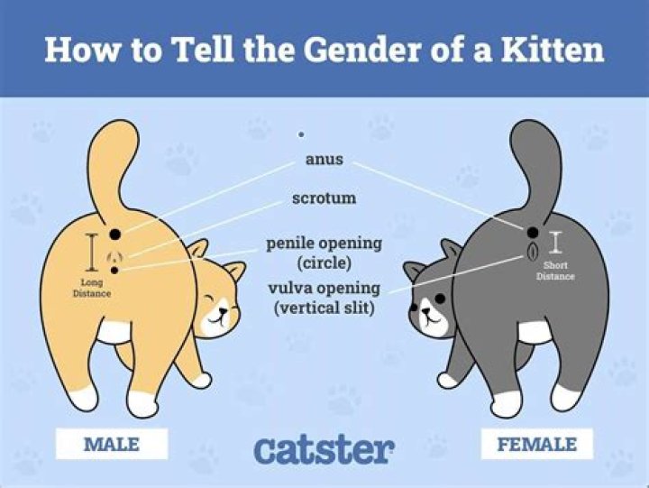 Why do female cats hate each other?