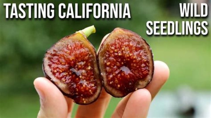 Why do figs make my tongue tingle?