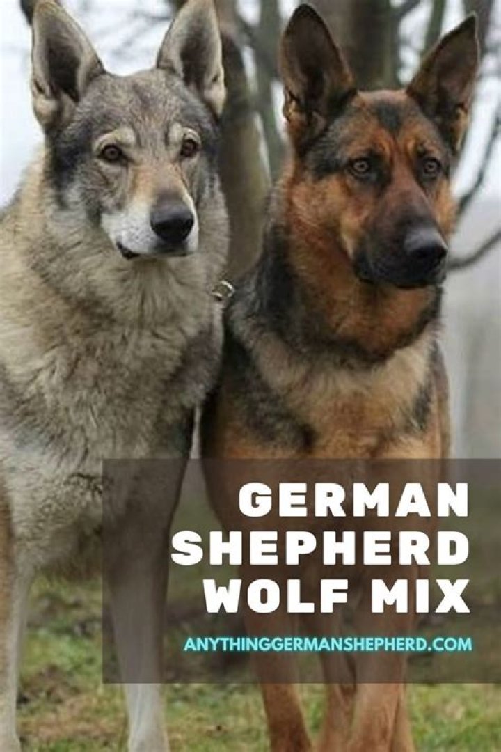 Why do German Shepherds look sad?