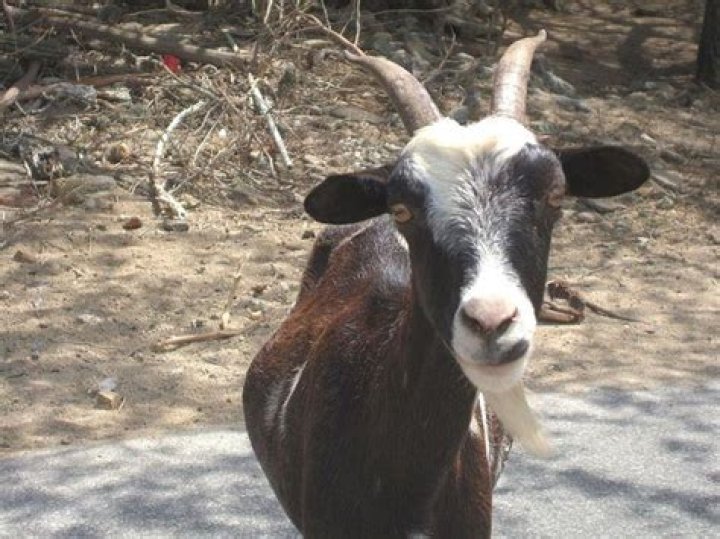 Why do goats yell?