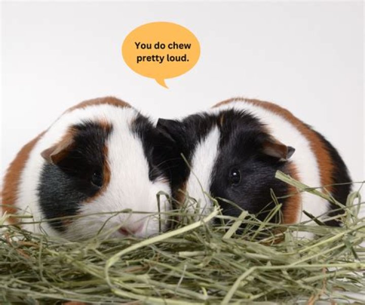 Why do guinea pigs stretch when you pet them?
