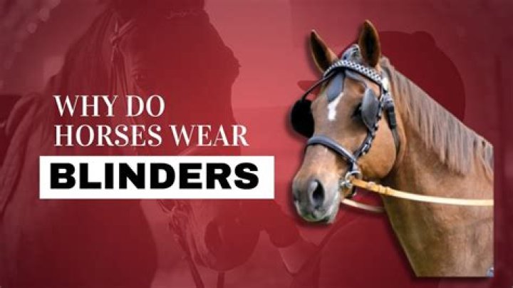 Why do horses refuse to canter?
