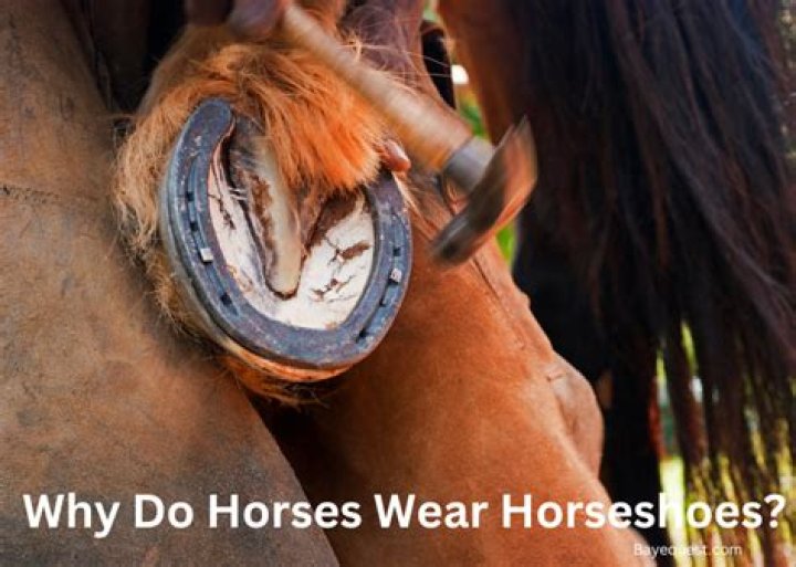 Why do horses wiggle their nose?