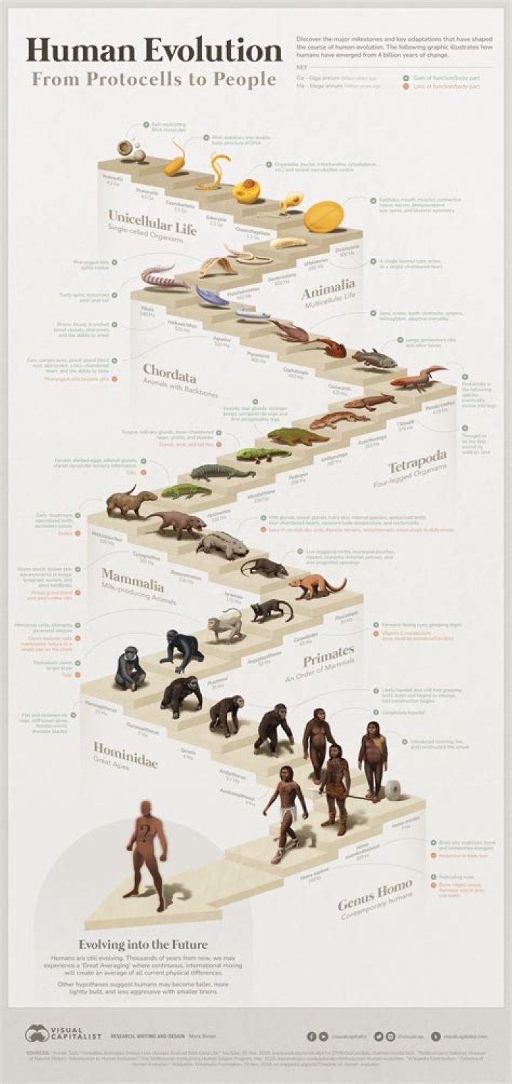 Why do humans have 2 sets of teeth?