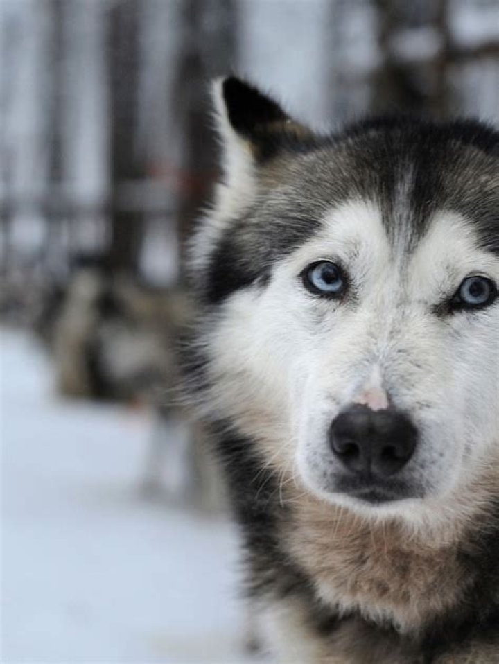 Why do Huskies have blue eyes?