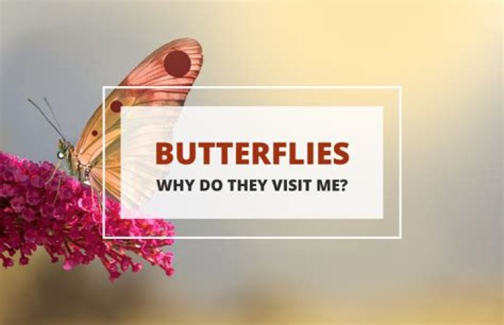 Why do I keep seeing butterflies?
