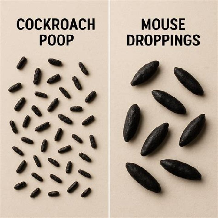 Why do mice roll?