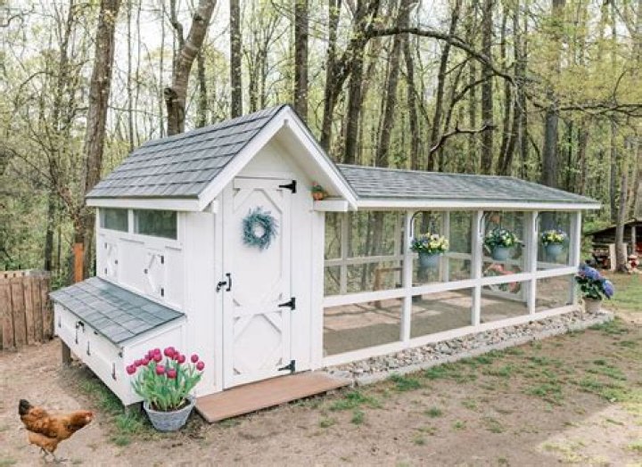 Why do my chickens peck at me?