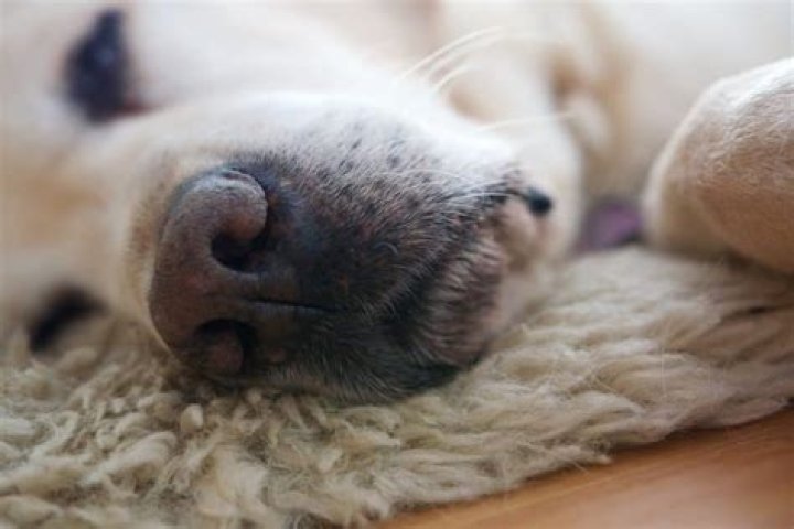 Why do my dogs tears stink?