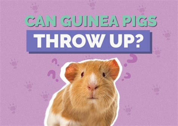 Why do pigs throw up?