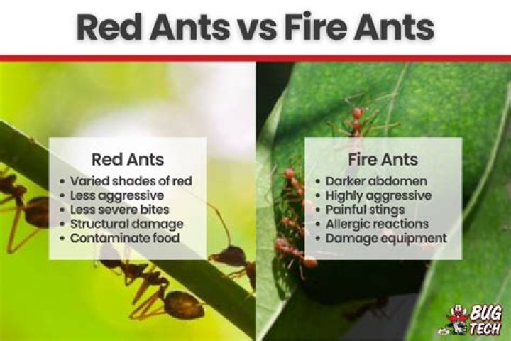 Why do red ants hurt?
