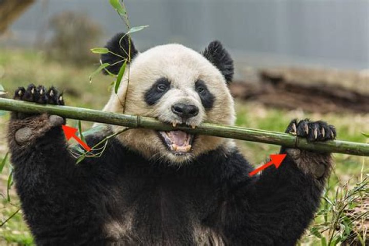 Why do red pandas have fake thumbs?