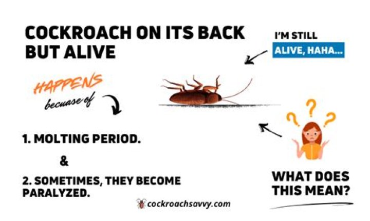 Why do roaches fall on their back?