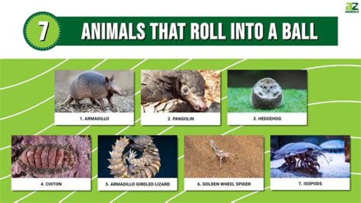 Why do spiders roll into a ball?