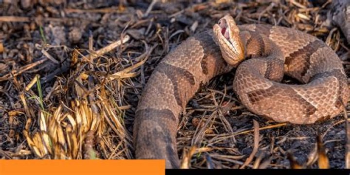 Why do the Japanese put snakes in alcohol?