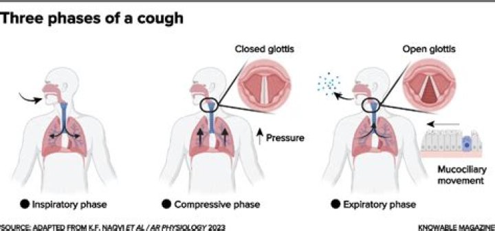 Why do we cough with COVID?