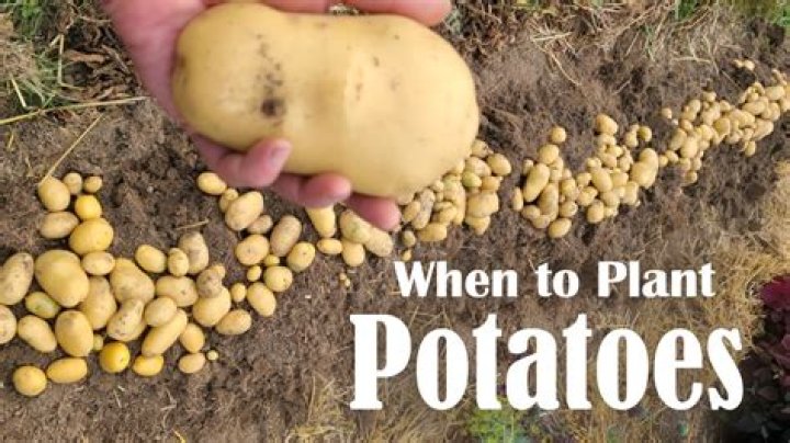 Why do you plant potatoes under a full moon?