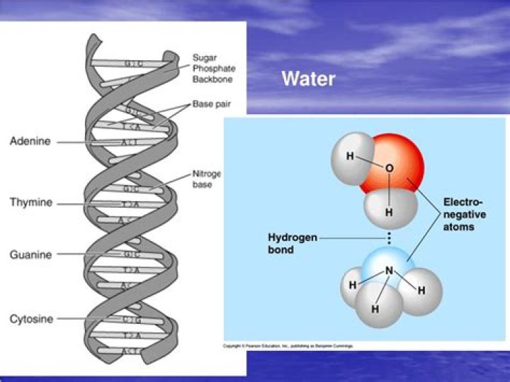 Why does DNA dissolve in water?