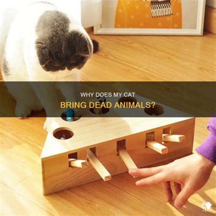 Why does my cat bring dead?