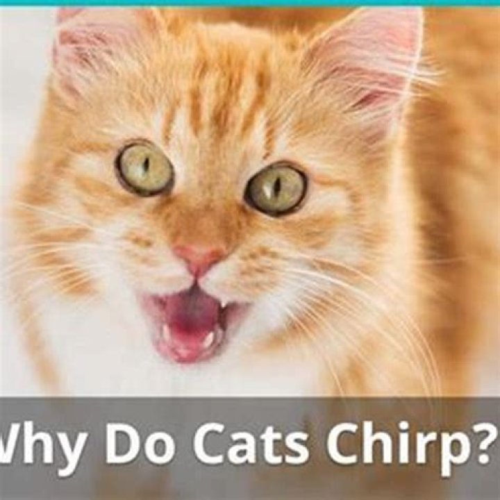 Why does my cat chirp at me?