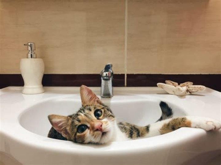 Why does my cat follow me into the bathroom?