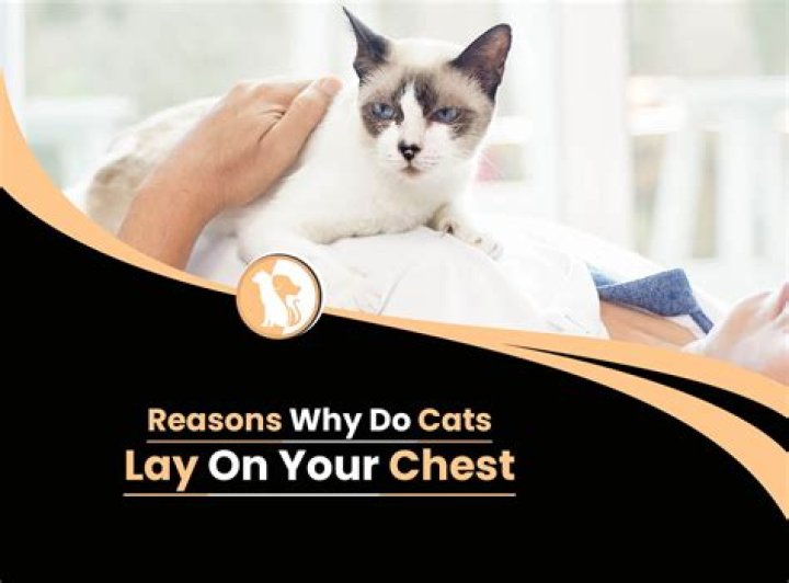 Why does my cat lay on my chest when I'm sad?