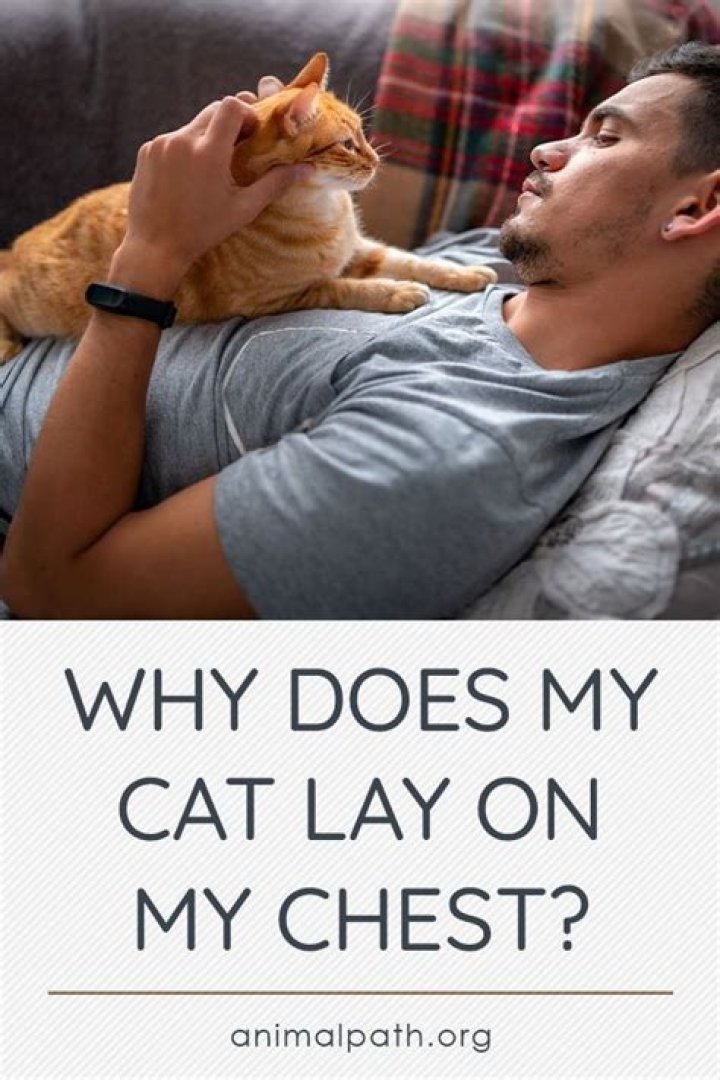 Why does my cat lay on my legs in bed?