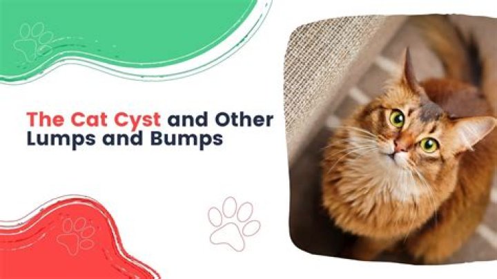 Why does my cat stomp on his toys?