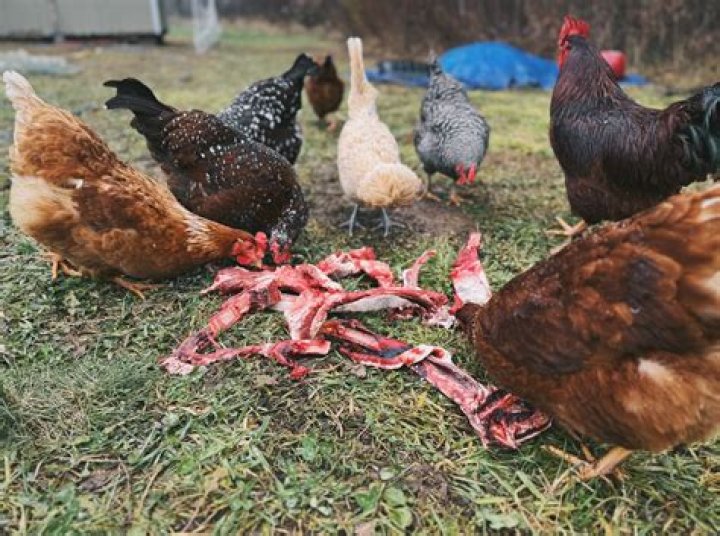 Why does my chicken keep opening its mouth?
