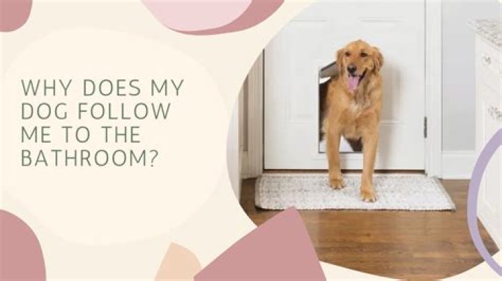 Why does my dog follow me to the bathroom while pregnant?