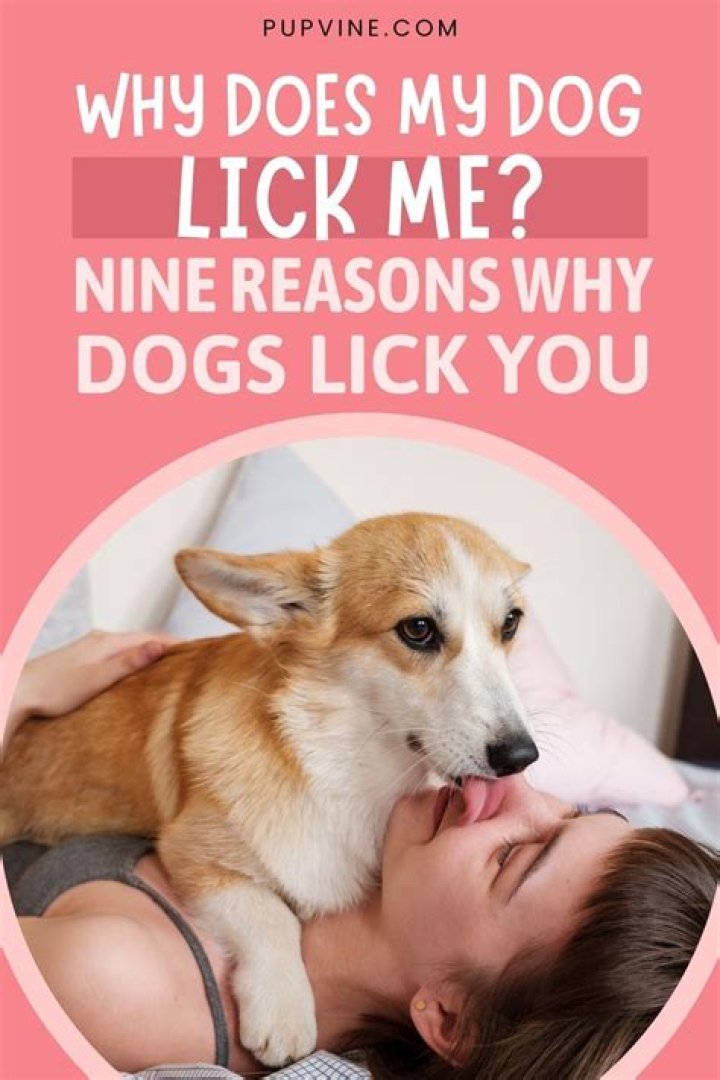 Why does my dog lick then nibble me?