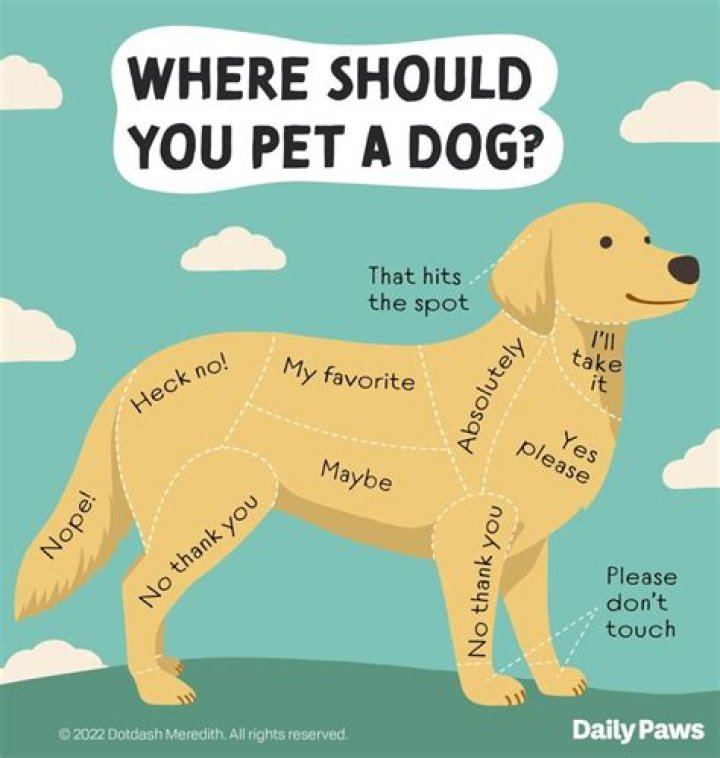Why does my dog like the smell of my period?