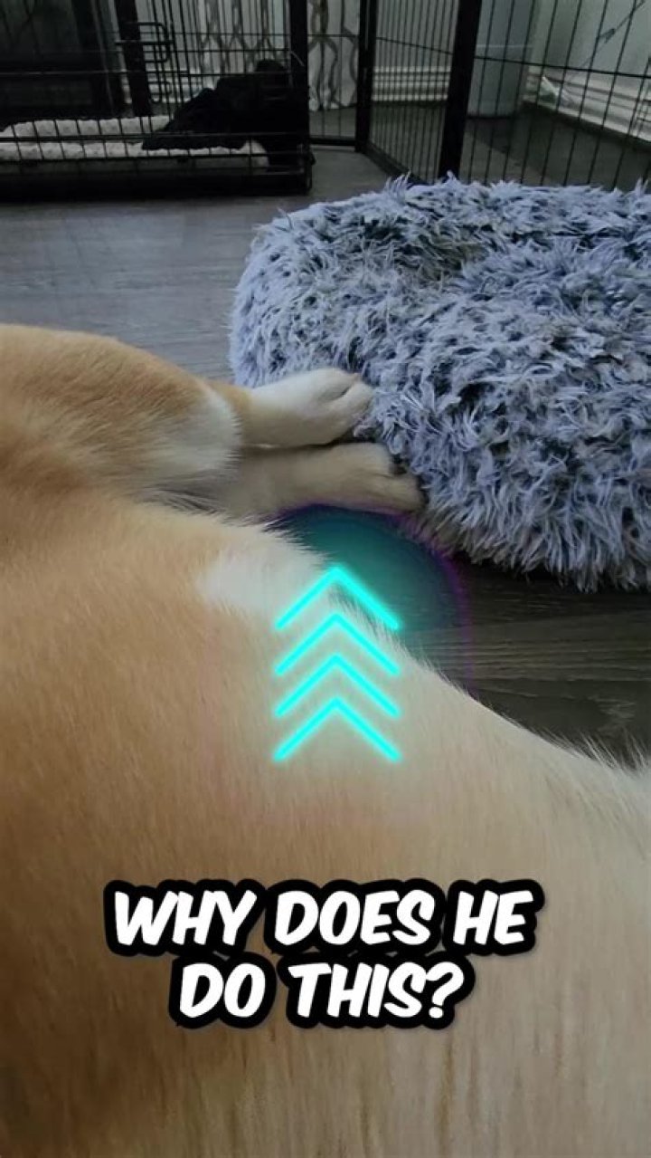 Why does my dog push her head under my arm?