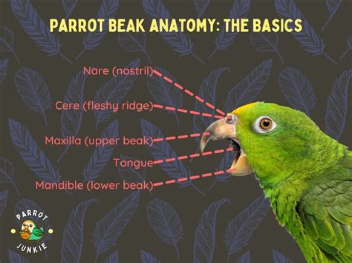 Why does my parrot nibble my skin?